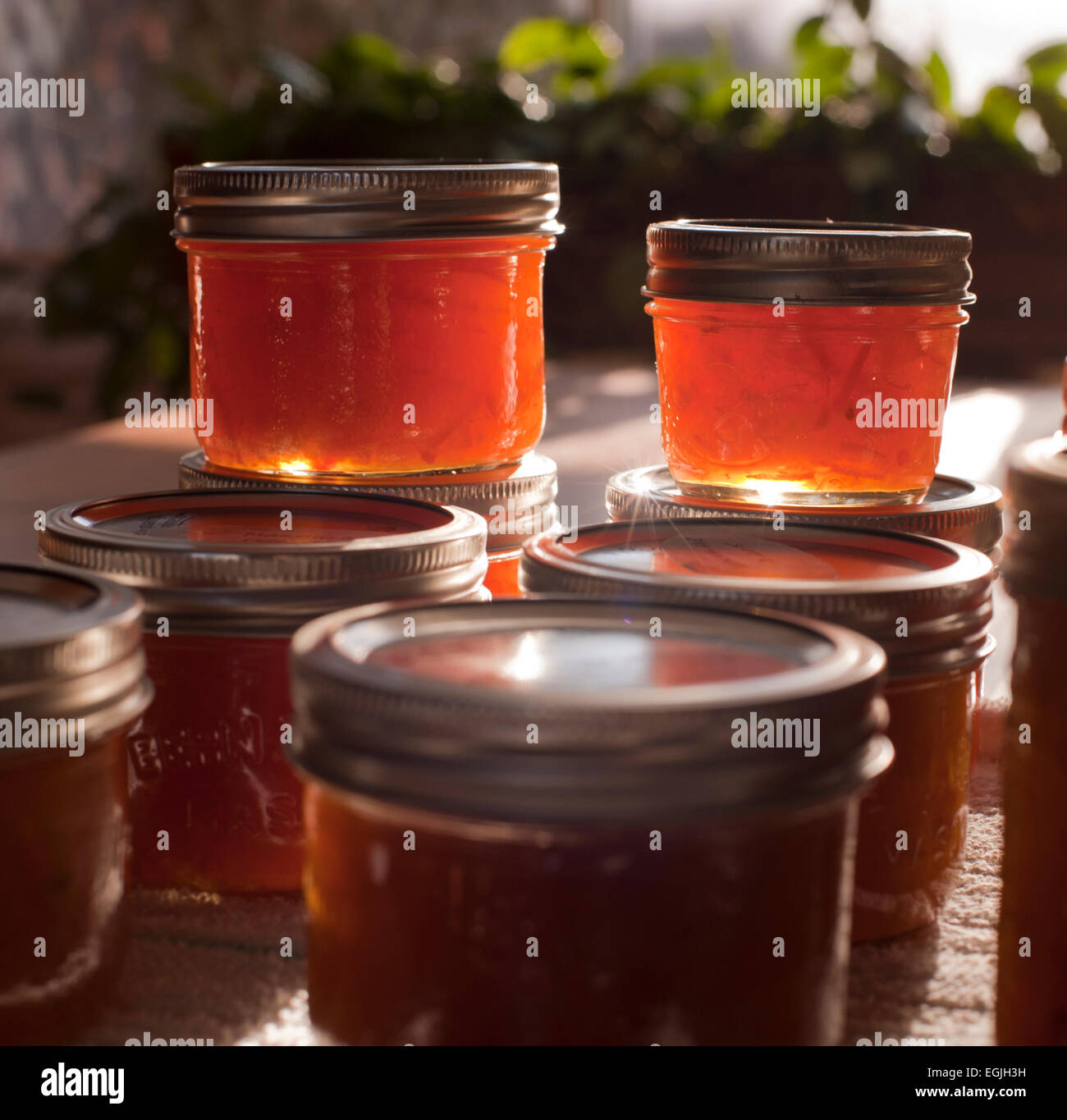 Freshly-made Seville orange marmalade is back-lit by an early-morning sun. The preserve jars are sitting on a wooden table. Stock Photo