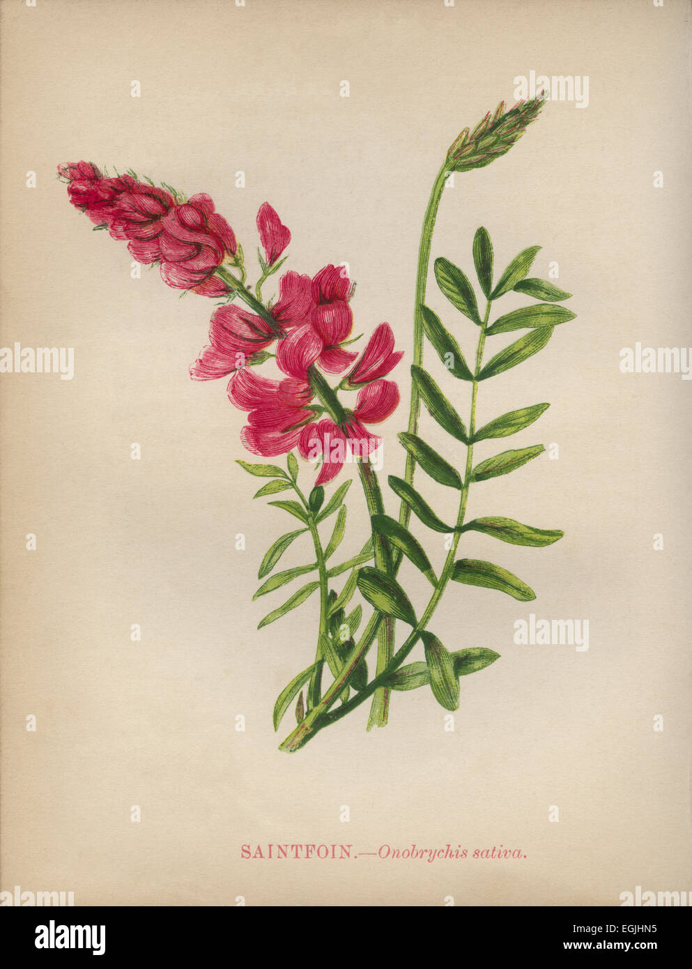 Sainfoin (Onobrychis viciifolia Onobrychis sativa) chromolithograph Artist: Anne Pratt “Wild Flowers”1852 Stock Photo