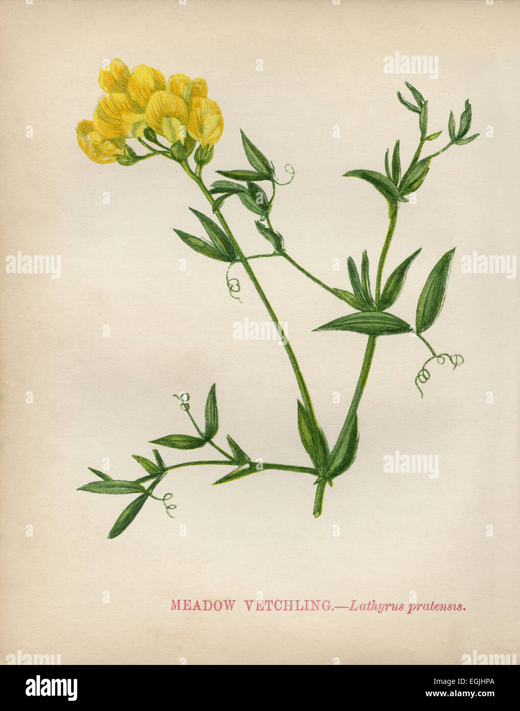 Meadow Vetchling (Lathyrus pratensis) chromolithograph Artist: Anne Pratt “Wild Flowers”1852 Stock Photo