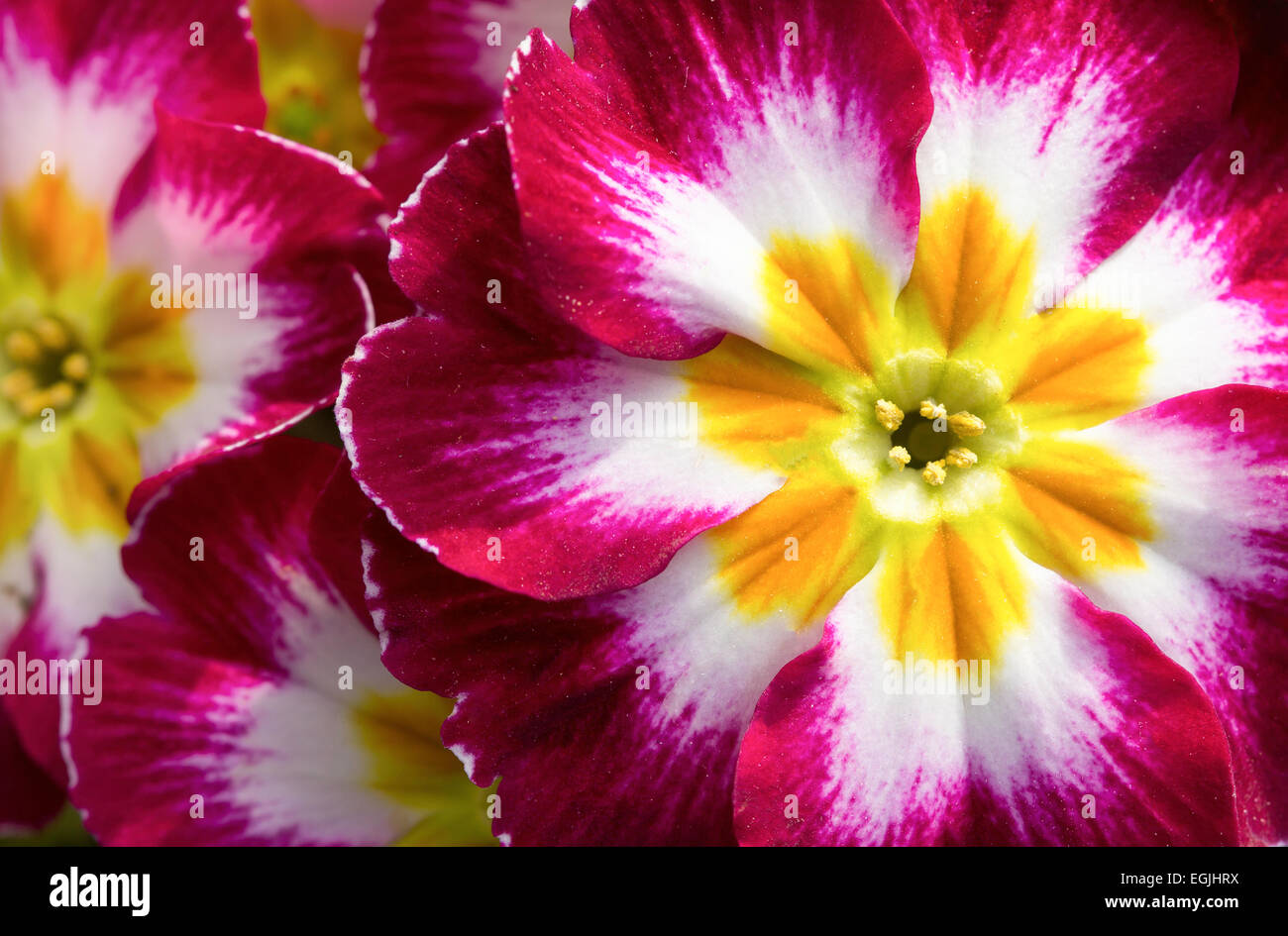 Closeup of Primula acaulis 'Hethor Giant Lilac Flame' Stock Photo