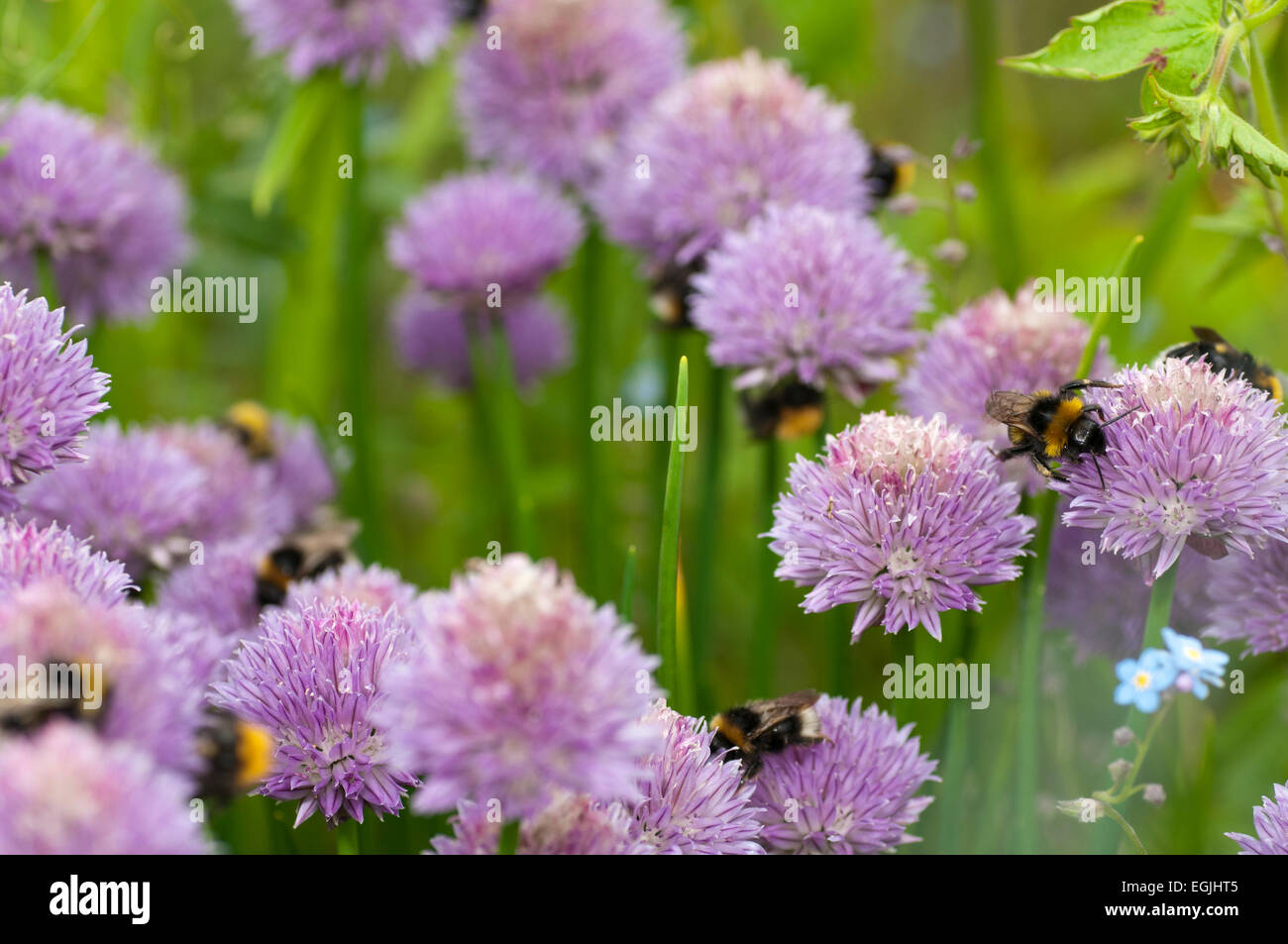 Bumble bees pollinating chives (allium schoenoprasum) Stock Photo