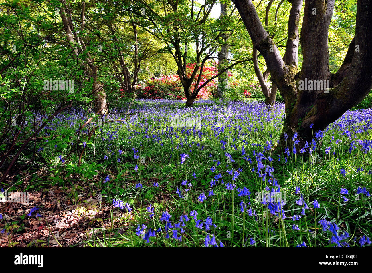 bluebell woods with Rhododendrons Exbury house and gardens Stock Photo