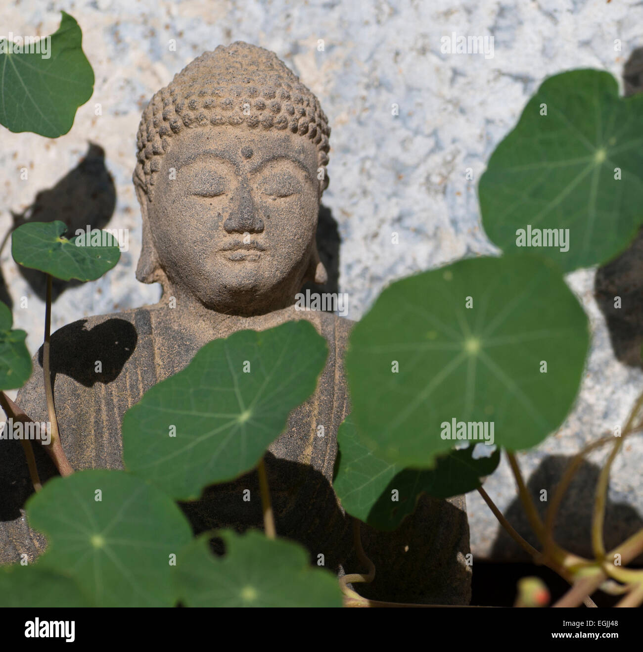 Budha among nasturtium leaves Stock Photo