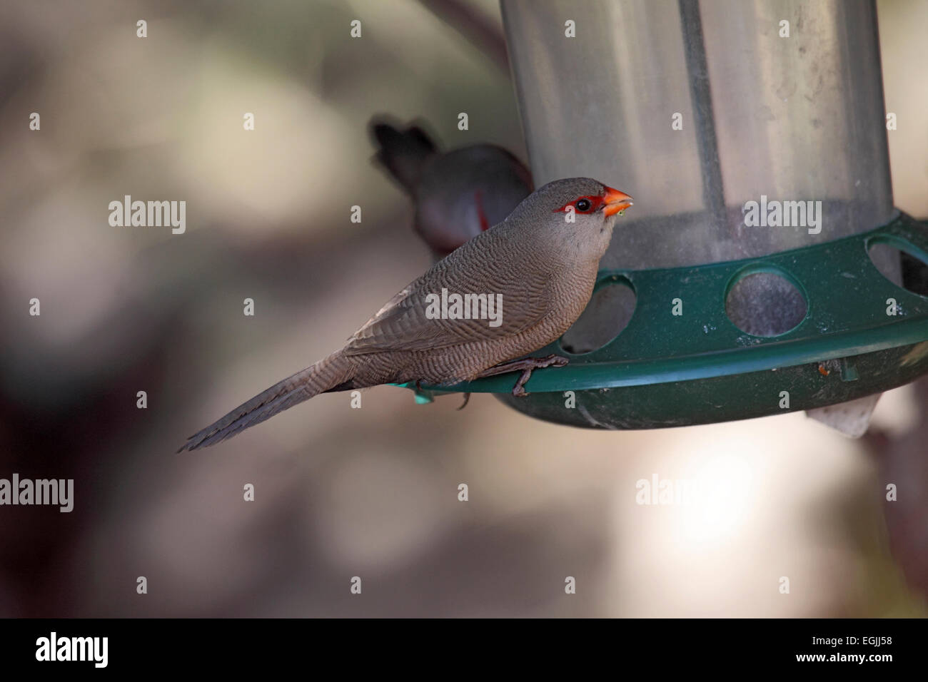 Common waxbill feeding on seeds at garden feeder in South Africa Stock Photo