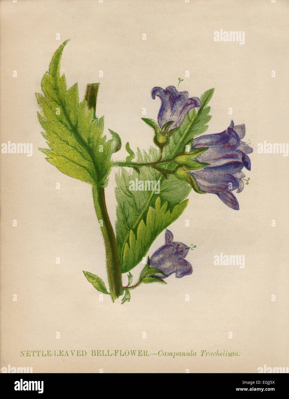 Nettle leaved Bell Flower (Campanula trachelium) chromolithograph Artist: Anne Pratt “Wild Flowers”1852 Stock Photo