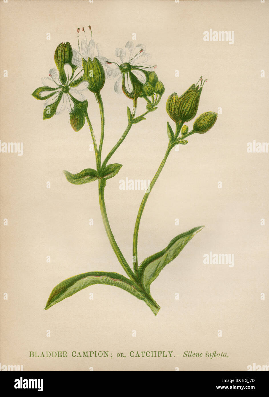 Bladder Campion or Catchfly (Silene inflata) chromolithograph Artist: Anne Pratt “Wild Flowers”1852 Stock Photo