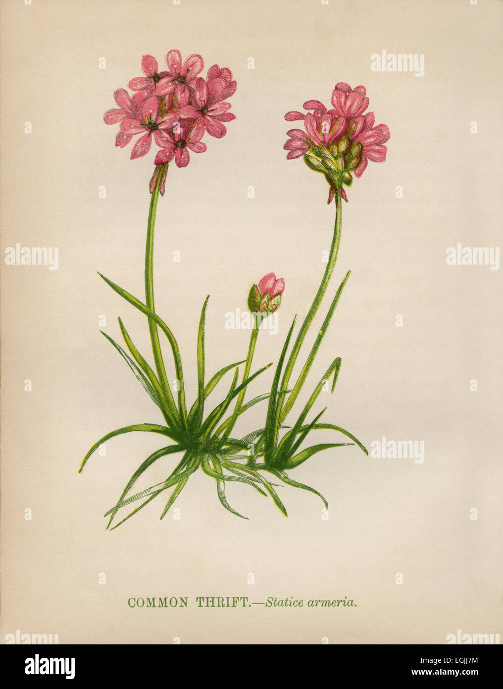 Common Thrift (Statice armeria) chromolithograph Artist Anne Pratt
