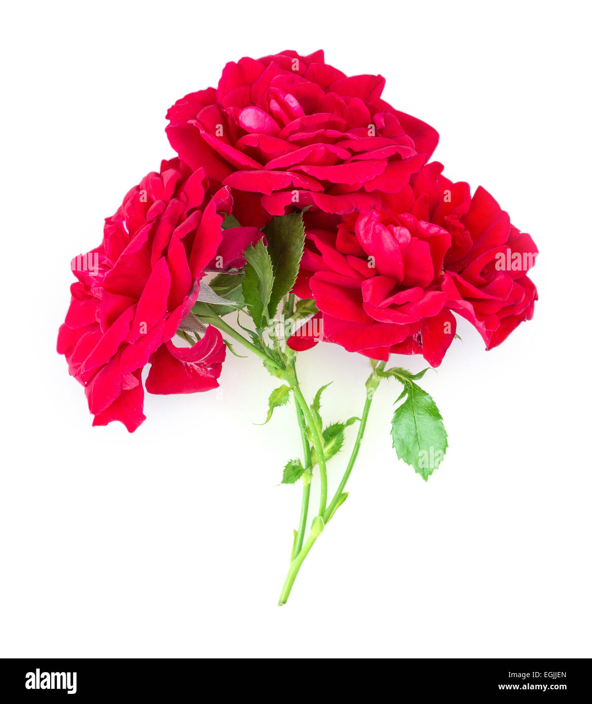 rose isolated on white background Stock Photo - Alamy