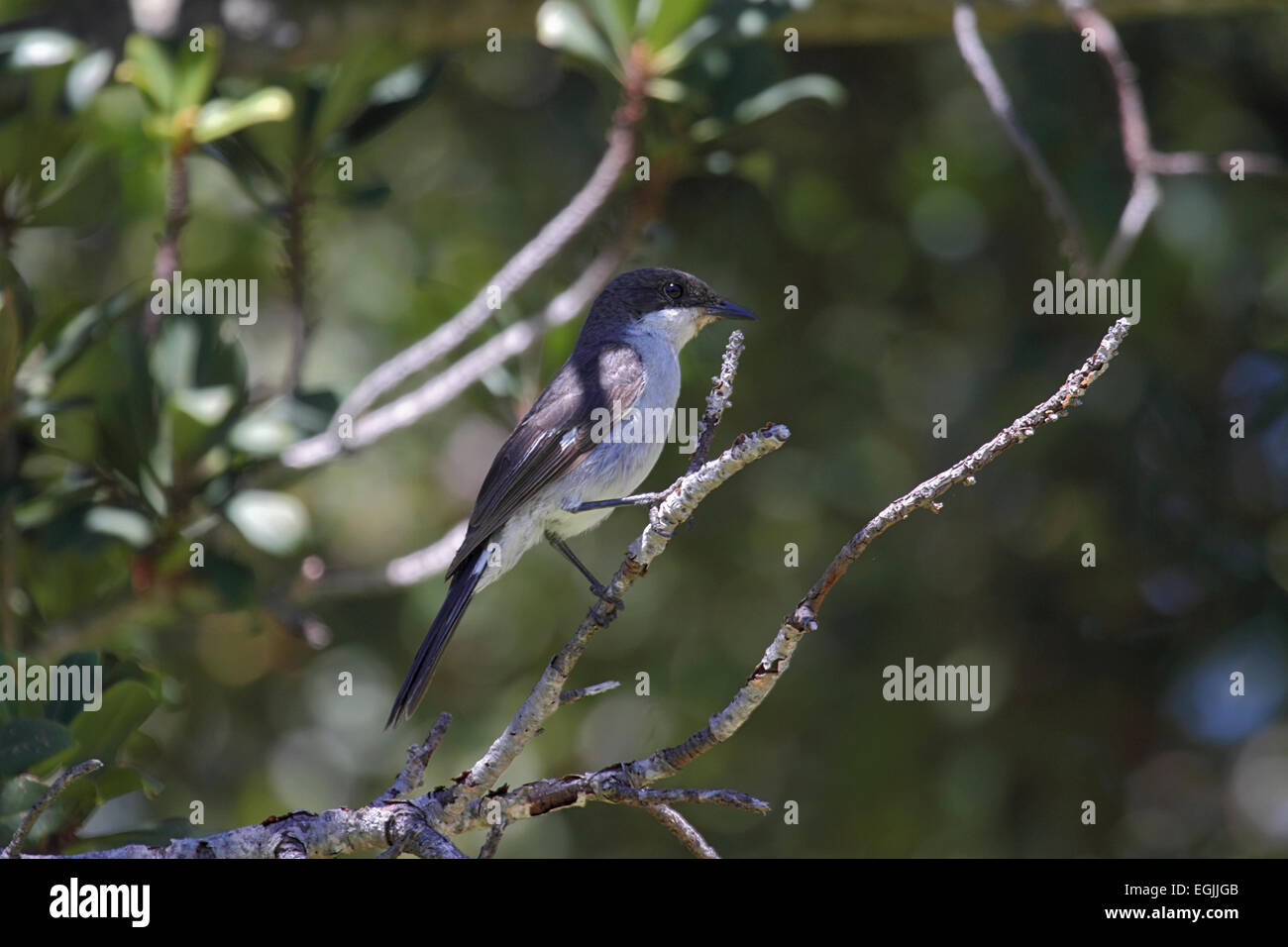 Fiscal flycatcher female perched on branch of tree in South Africa Stock Photo