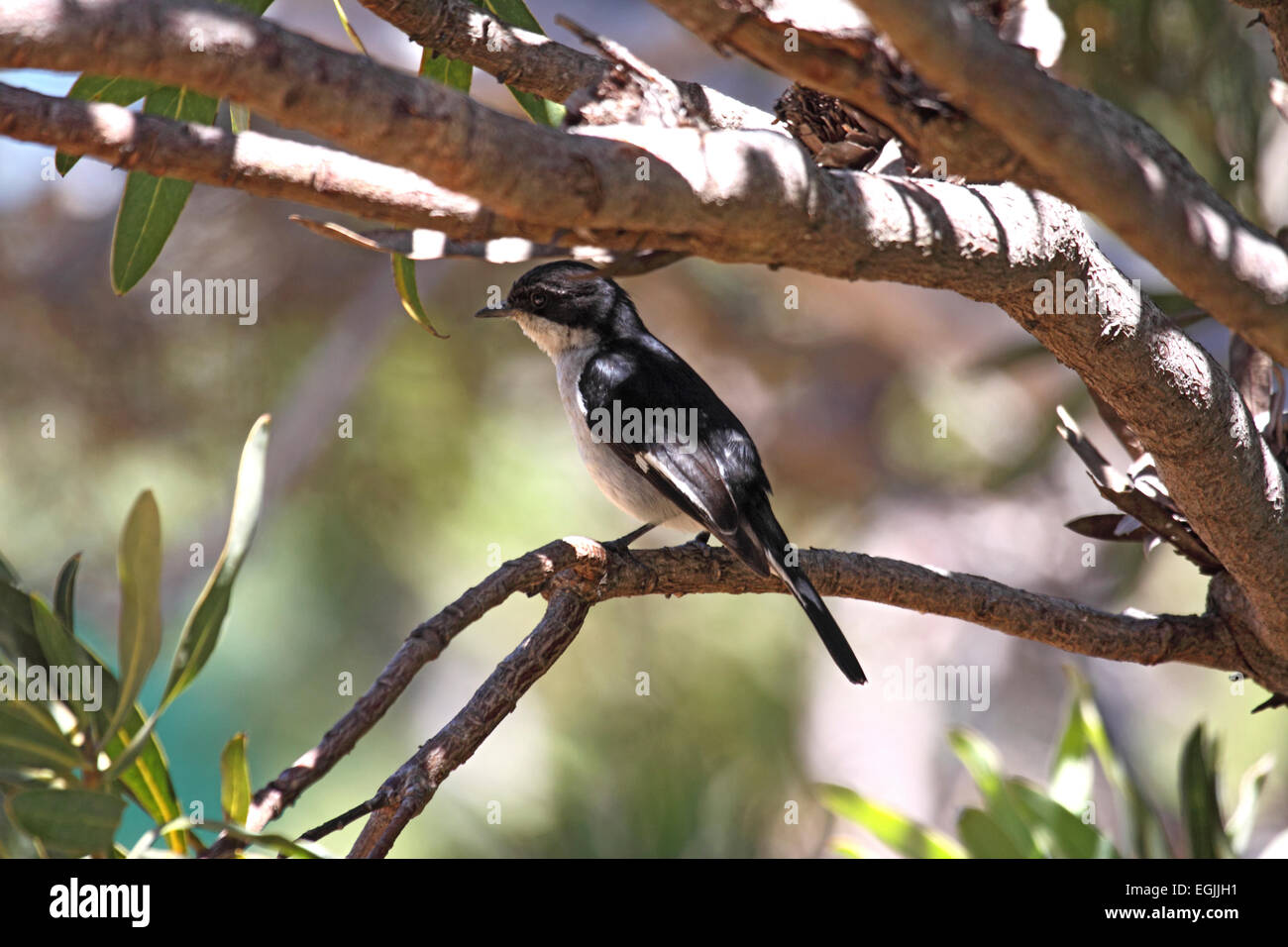 Fiscal flycatcher male perched on branch of tree in South Africa Stock Photo
