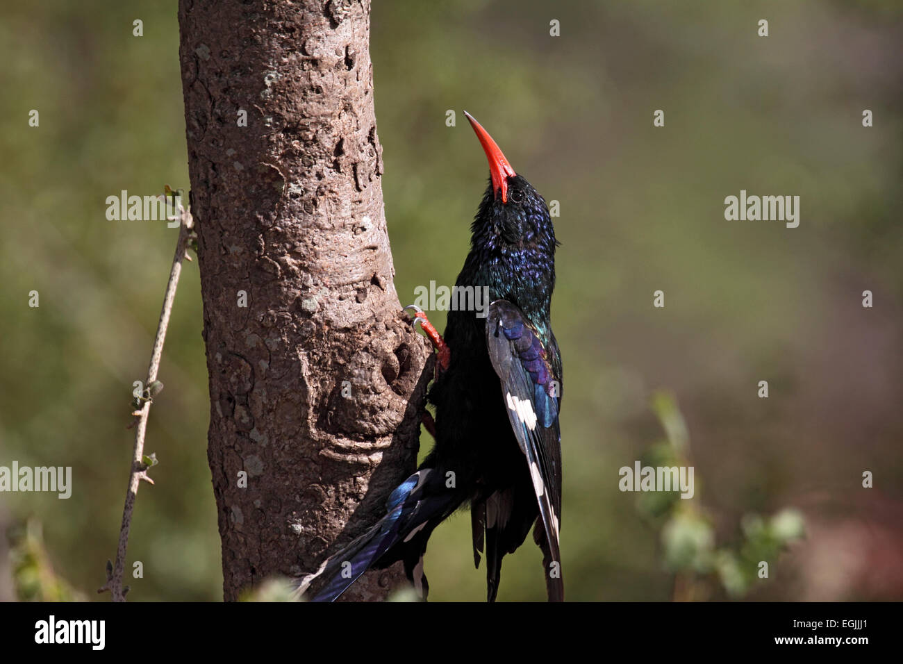 Green or Red-billed wood-hoopoe clinging to tree in South Africa Stock Photo
