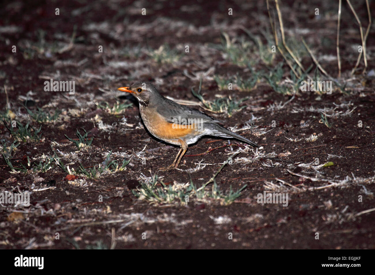 Kurrichane thrush foraging on sparsely vegetated ground in South Africa Stock Photo