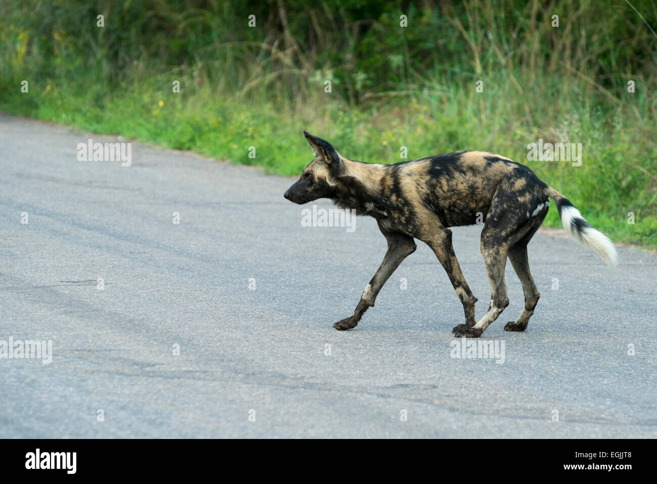African wild dog (Lycaon pictus), Kruger National Park, South Africa Stock Photo