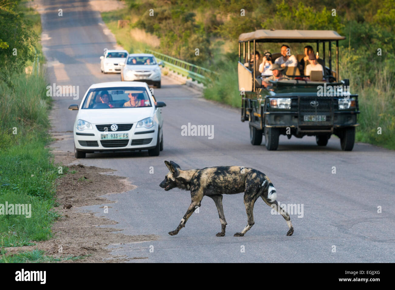 African wild dog (Lycaon pictus) crossing a road, toursits watching from a jeep, Kruger National Park, South Africa Stock Photo