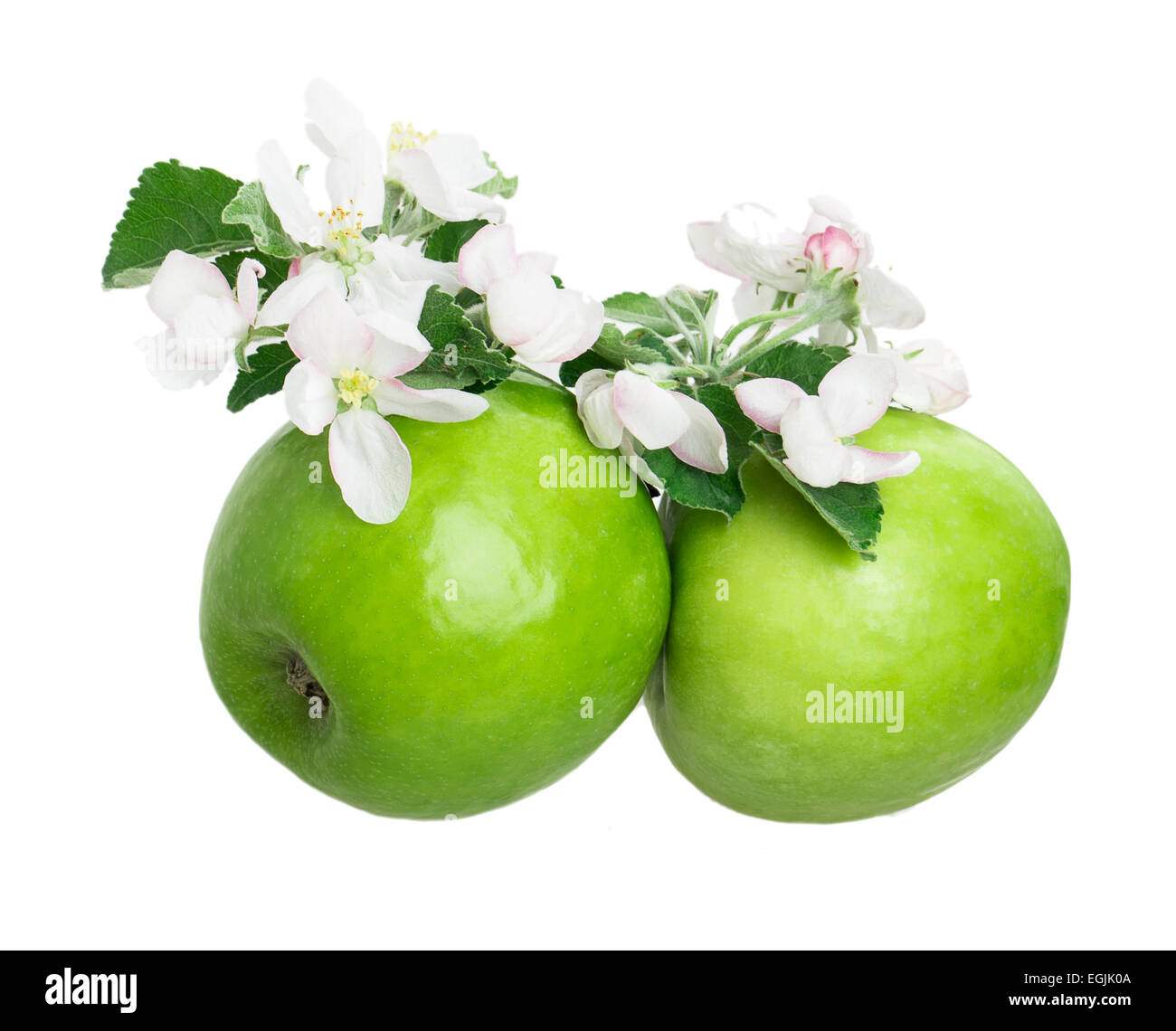 apple and apple blossom isolated on white background Stock Photo - Alamy
