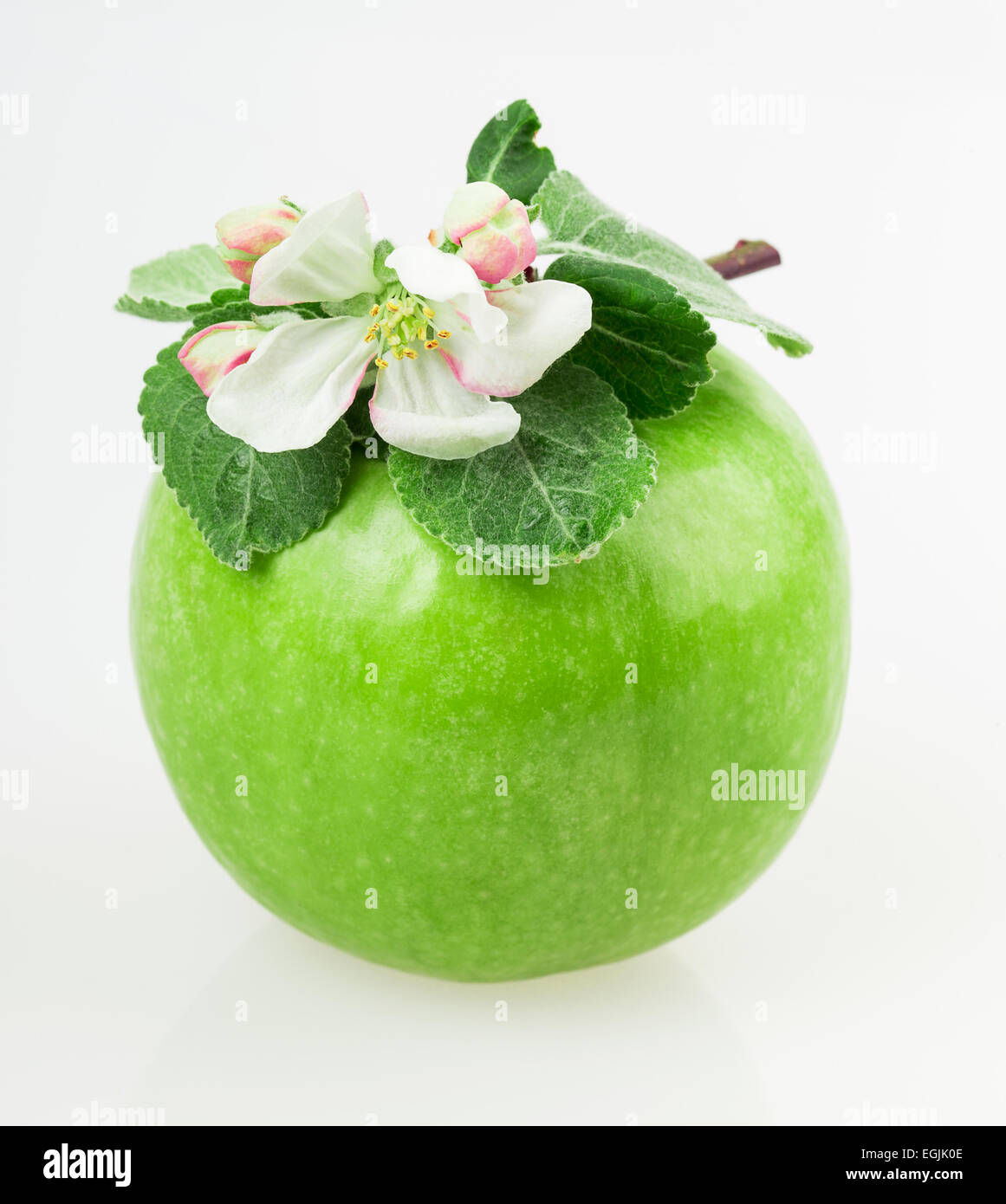 apple and apple blossom isolated on white background Stock Photo - Alamy