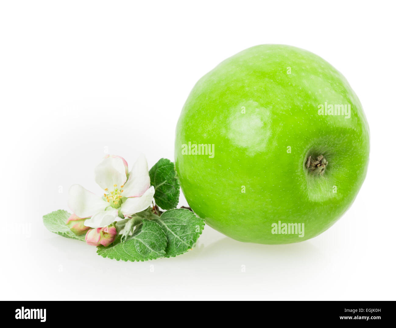 apple and apple blossom isolated on white background Stock Photo - Alamy