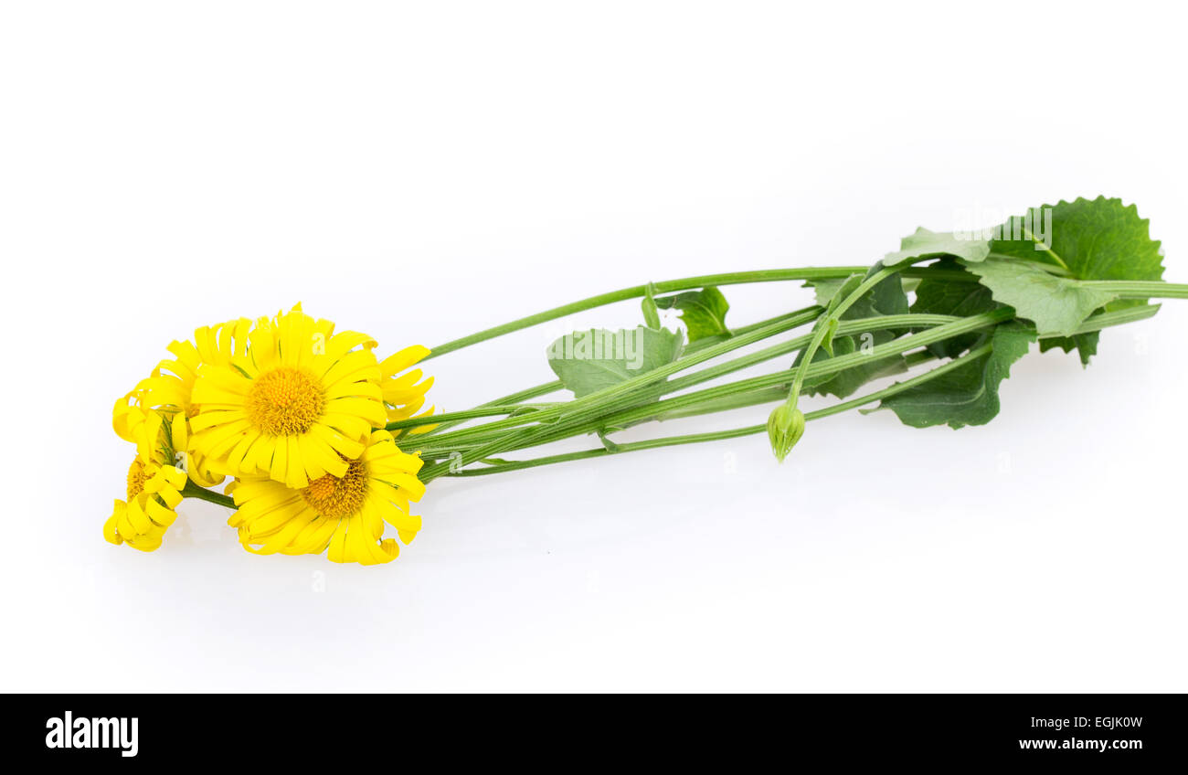 yellow daisy isolated on white background Stock Photo - Alamy