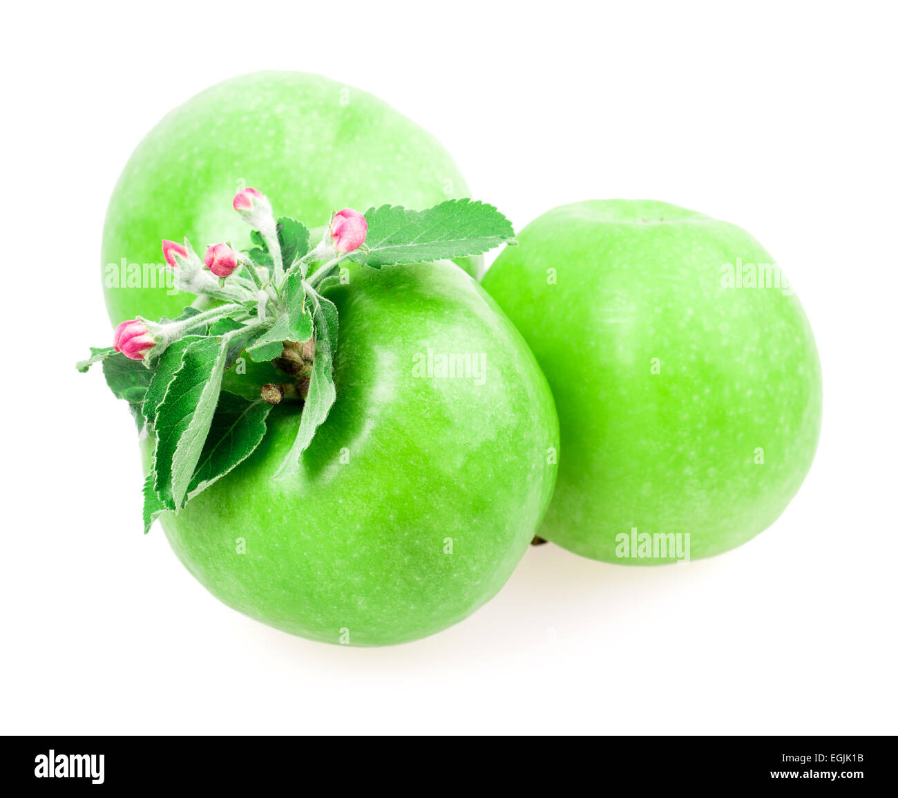 apple and apple blossom isolated on white background Stock Photo - Alamy