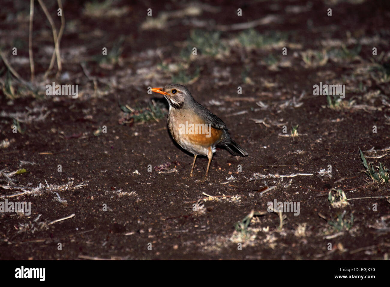 Kurrichane thrush foraging on sparsely vegetated ground in South Africa Stock Photo