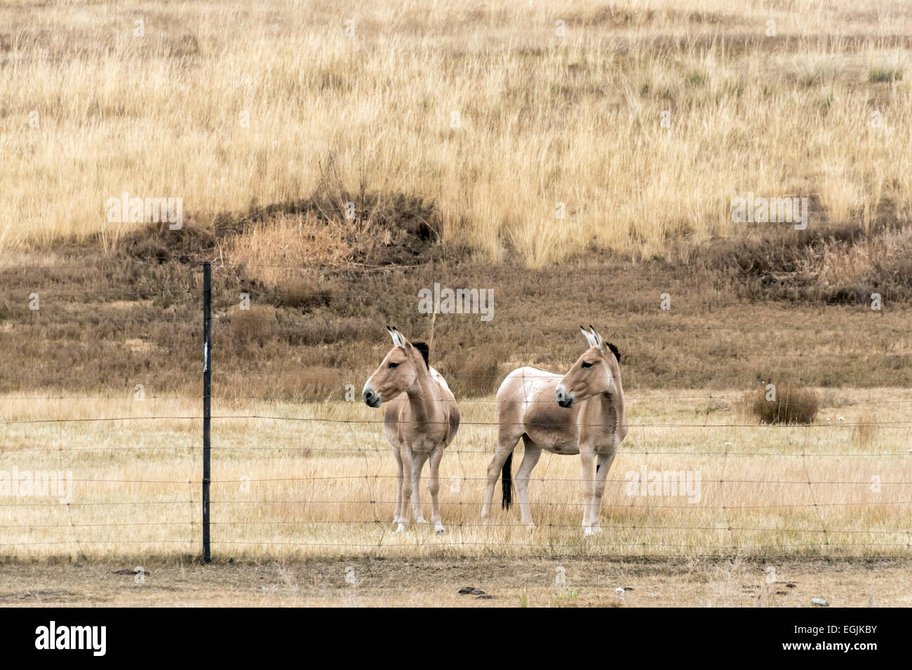 Mongolian khulan hi-res stock photography and images - Alamy
