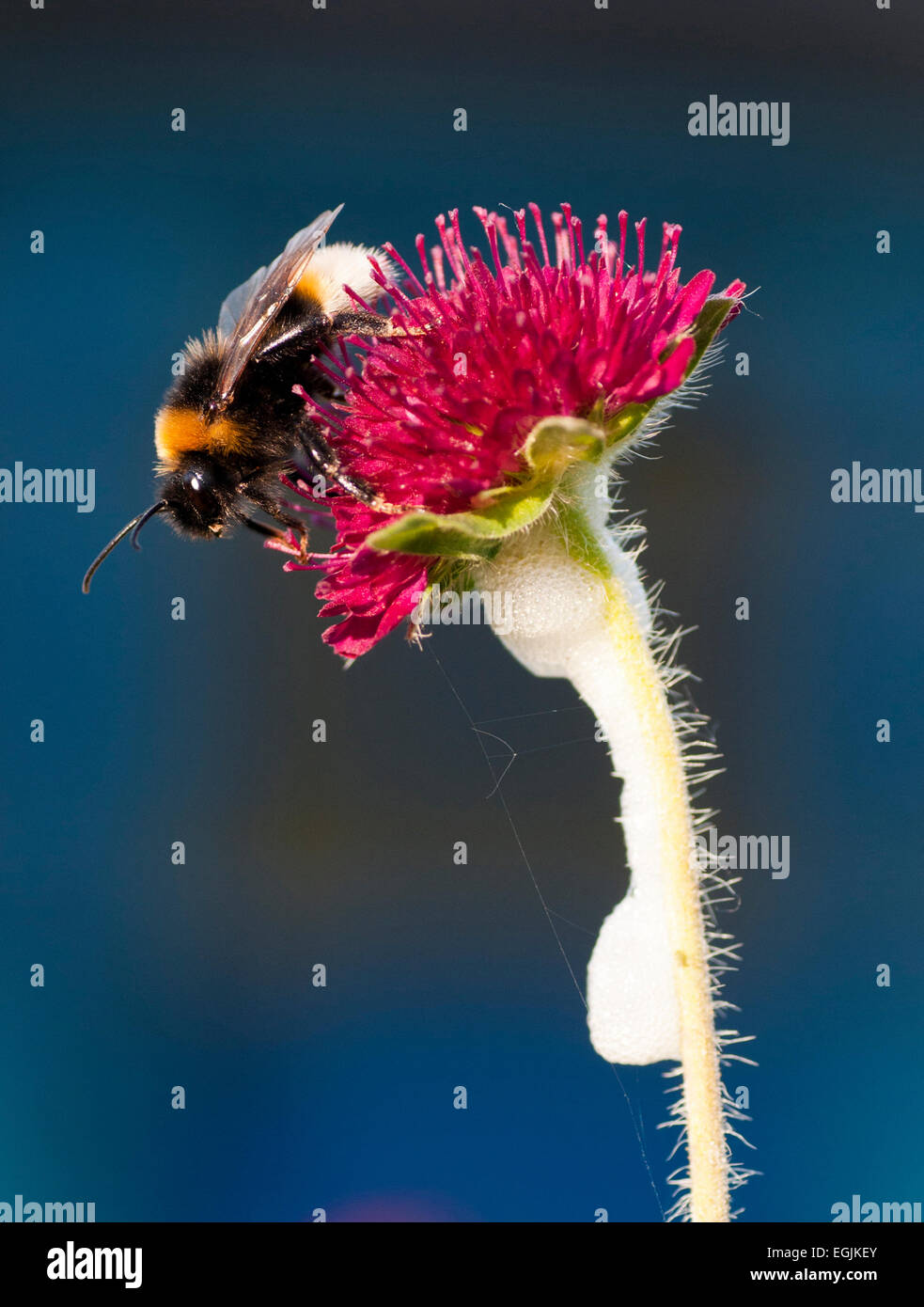 Buff-tailed bumble bee  (bombus terrestris) pollinating field scabious (knautia arvensis) Stock Photo