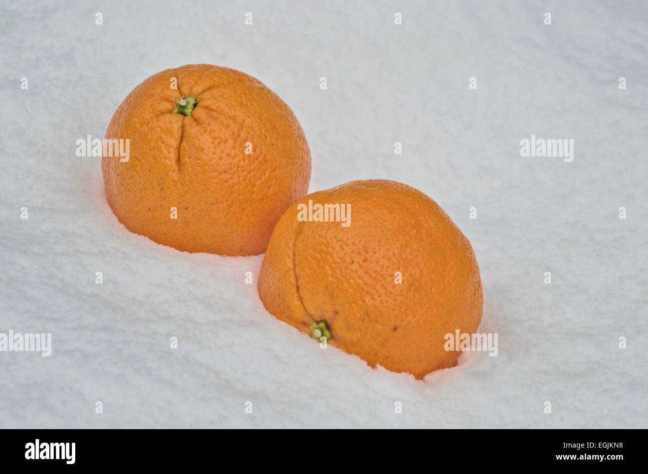 Orange fruit refrigerate in the snow-drift at garden, Sofia, Bulgaria Stock Photo