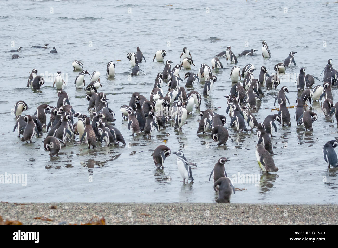 A large group of magellanic penguins standing and walking in shoal on the sea shore in Punta Arenas, Chile. Stock Photo