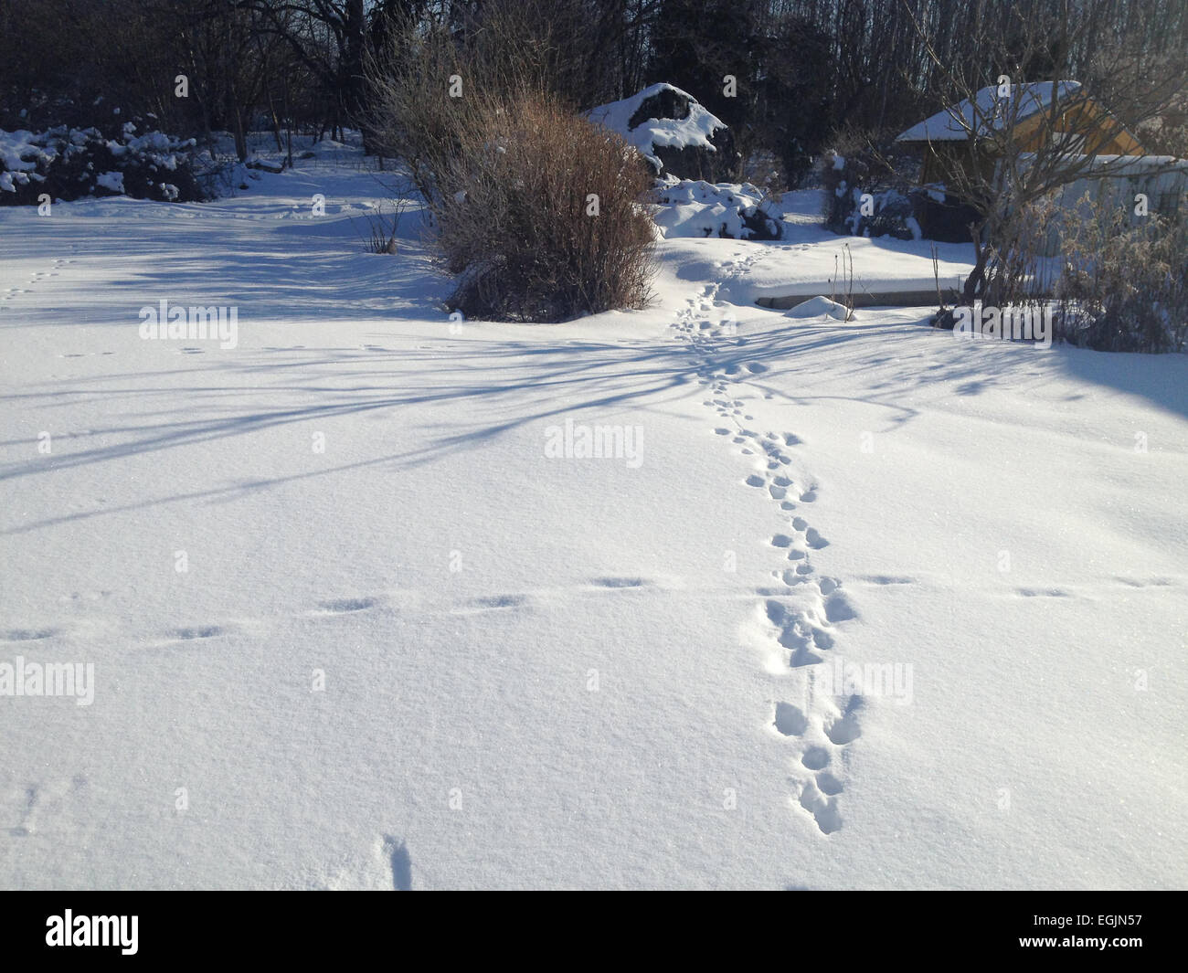 Snow meadow landscape with animal or human tracks on a sunny day, Stockholm, Sweden. Stock Photo