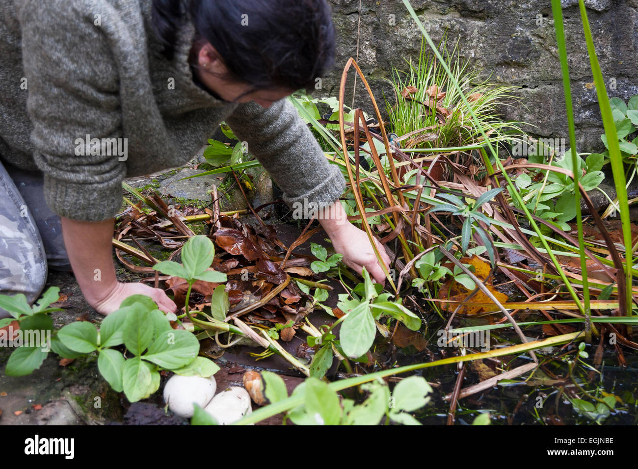 lady gardener kneeling while clearing autumn weeds and leaves from overgrown pond Stock Photo
