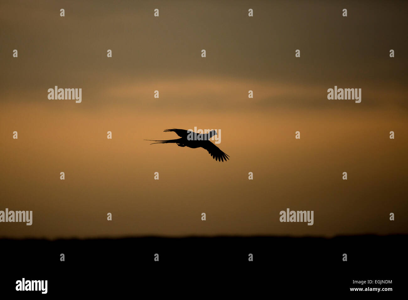pheasant male silhouette against dusk sky Stock Photo