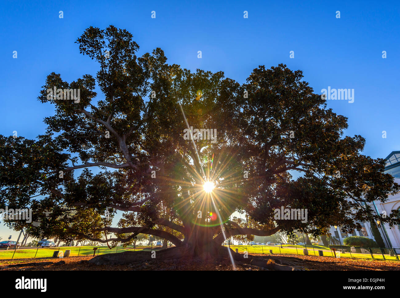 Sunbeams shining through the Moreton Bay Fig Tree. Balboa Park, San