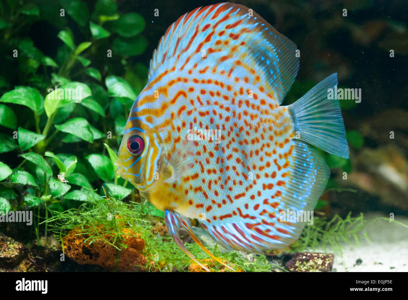 Symphysodon aequifasciatus discus red turqoise leopard in a planted tank Stock Photo