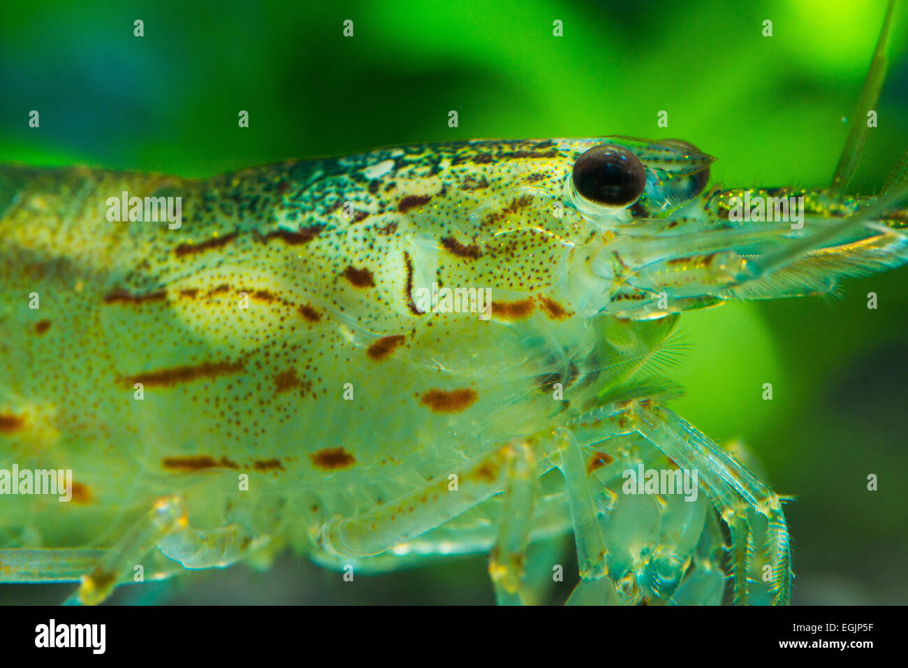 Amano shrimp Caridina multidentata macro close up Stock Photo