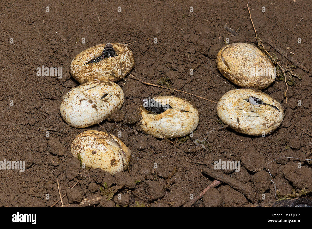 northern black racer, Coluber constrictor constrictor, eggs hatching, with young, north american reptile, snake, constrictor Stock Photo