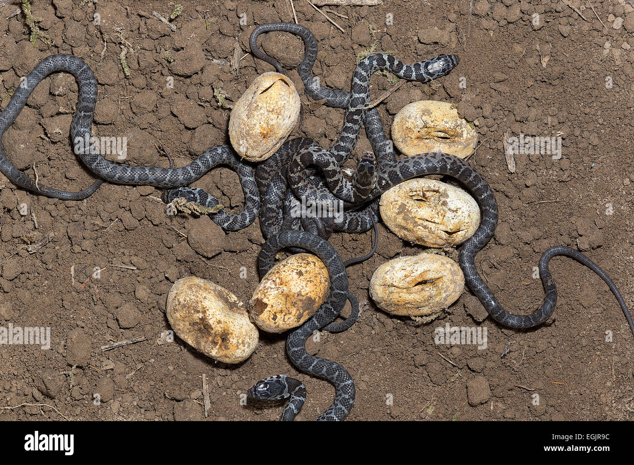 northern black racer, Coluber constrictor constrictor, eggs hatching, with young, north american reptile, snake, constrictor Stock Photo