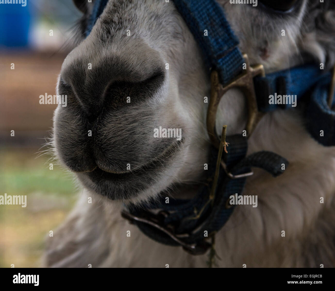 close up of a lama's nose Stock Photo