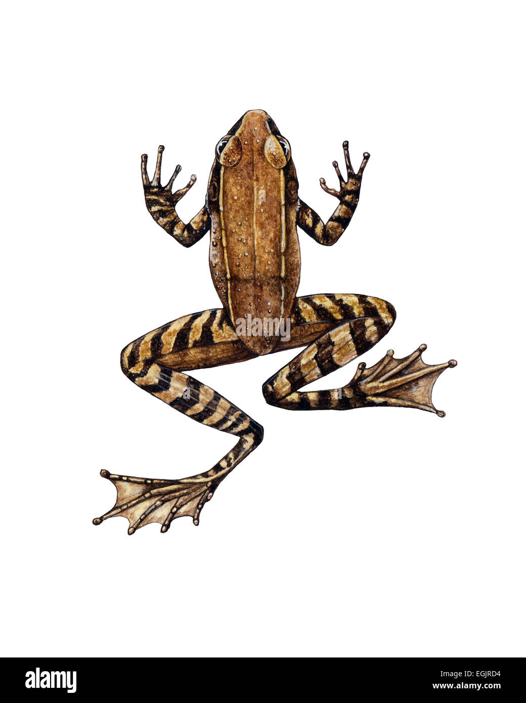 stream frog Stock Photo