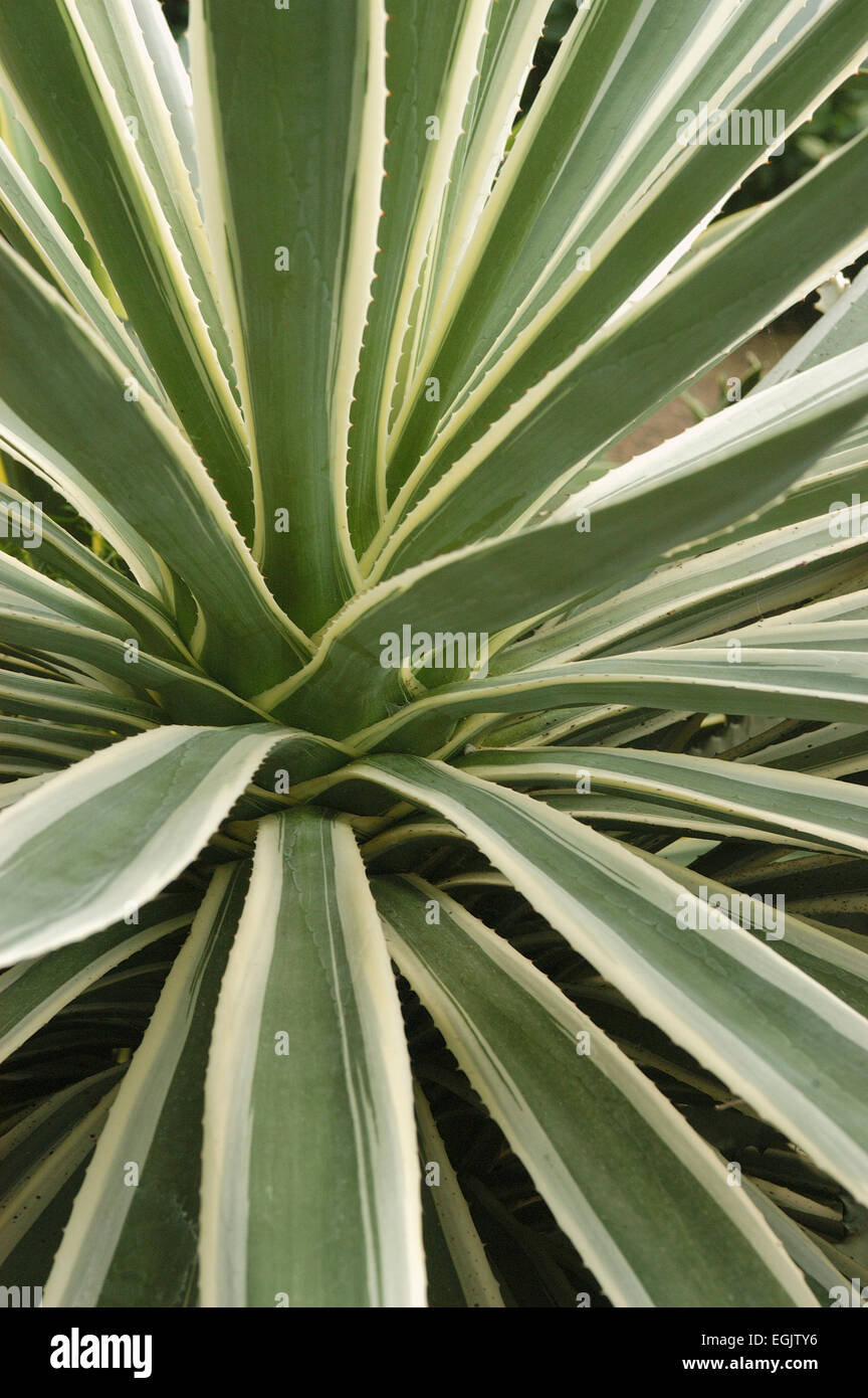 Variegated agave hi-res stock photography and images - Alamy