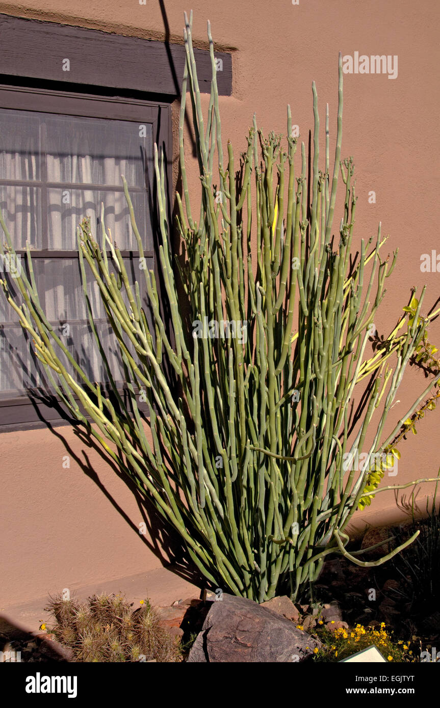 Candelilla, Tall Slipper Plant, Slipper Spurge Plant, Pedilanthus  Macrocarpus. Unusual Succulent Grows up to 10 Tall . Hardy to 20F. - Etsy
