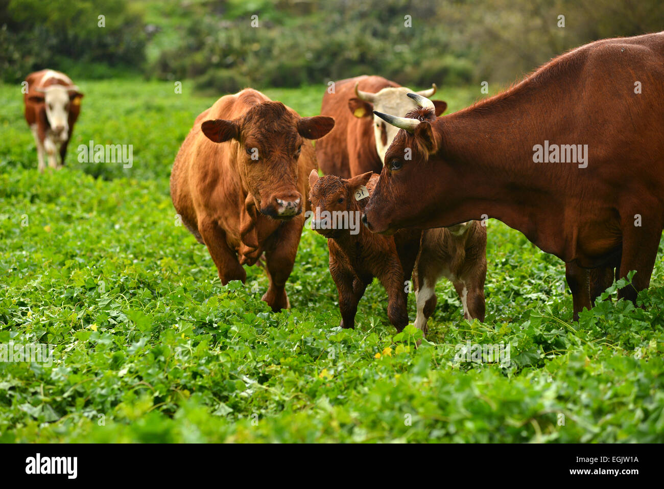 Limousin calf and cow hi-res stock photography and images - Alamy