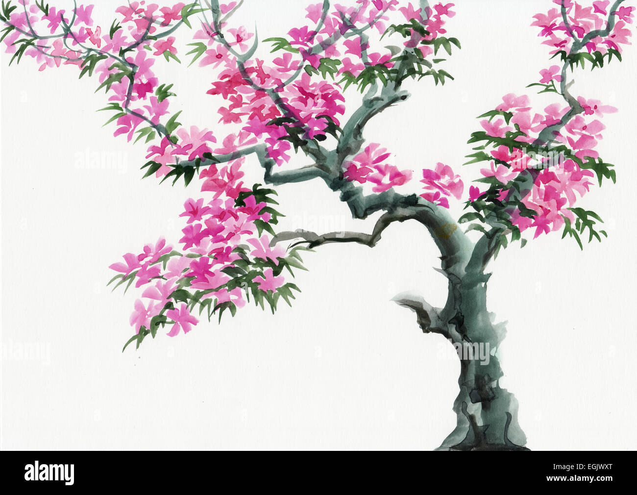 Tree in blossom with pink flowers watercolor painting. Asian style. Stock Photo