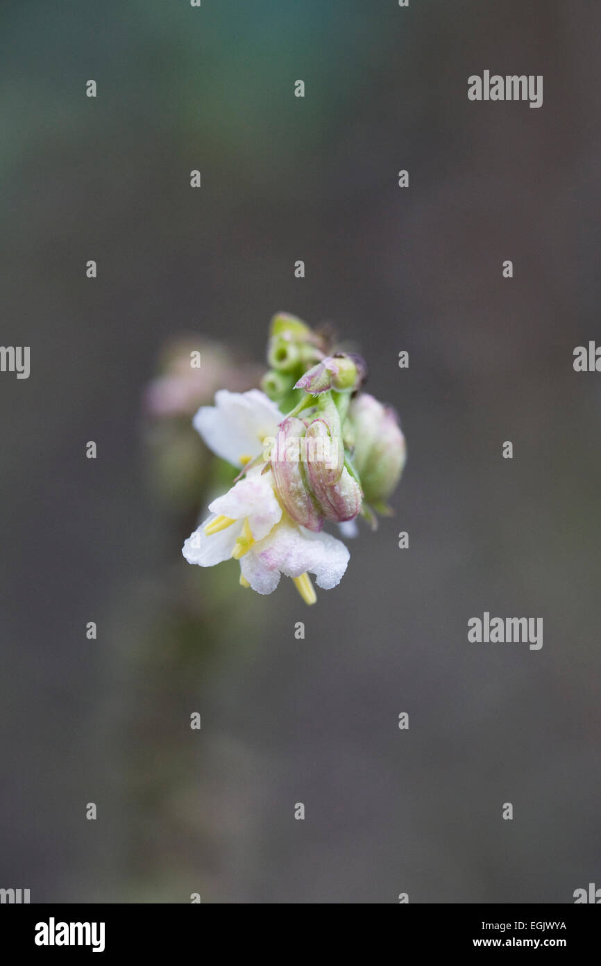 Lonicera fragrantissima. Winter-flowering honeysuckle. Stock Photo