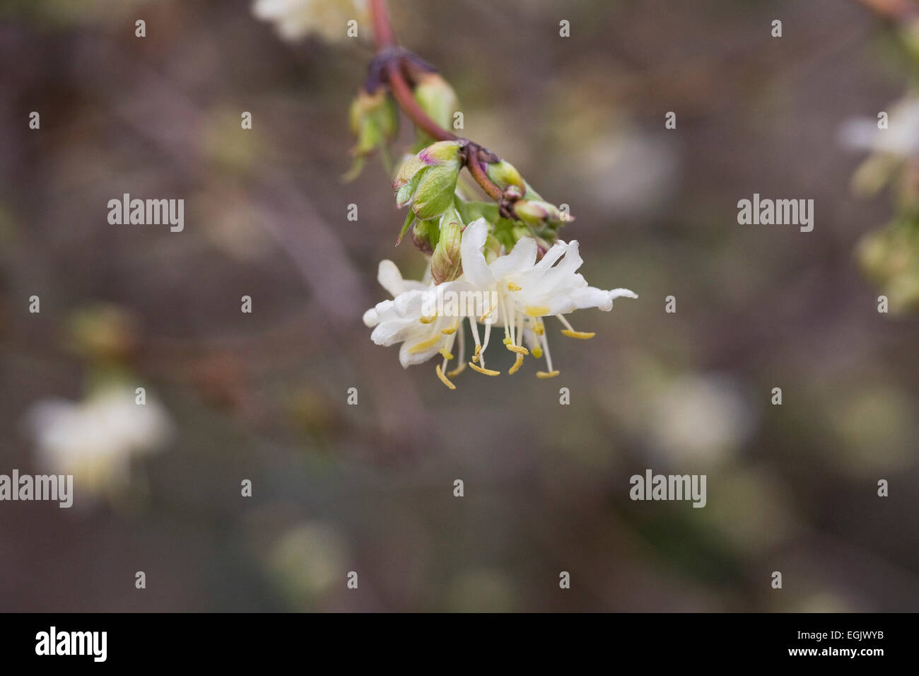 Lonicera fragrantissima. Winter-flowering honeysuckle. Stock Photo
