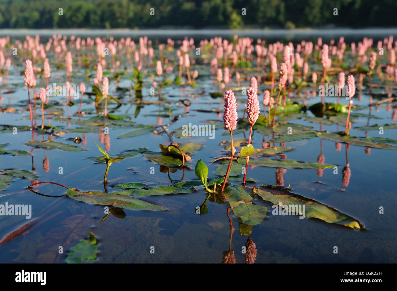 Water knotweed (Persicaria amphibia) in a lake, flowering, North Rhine-Wesfalen, Germany Stock Photo