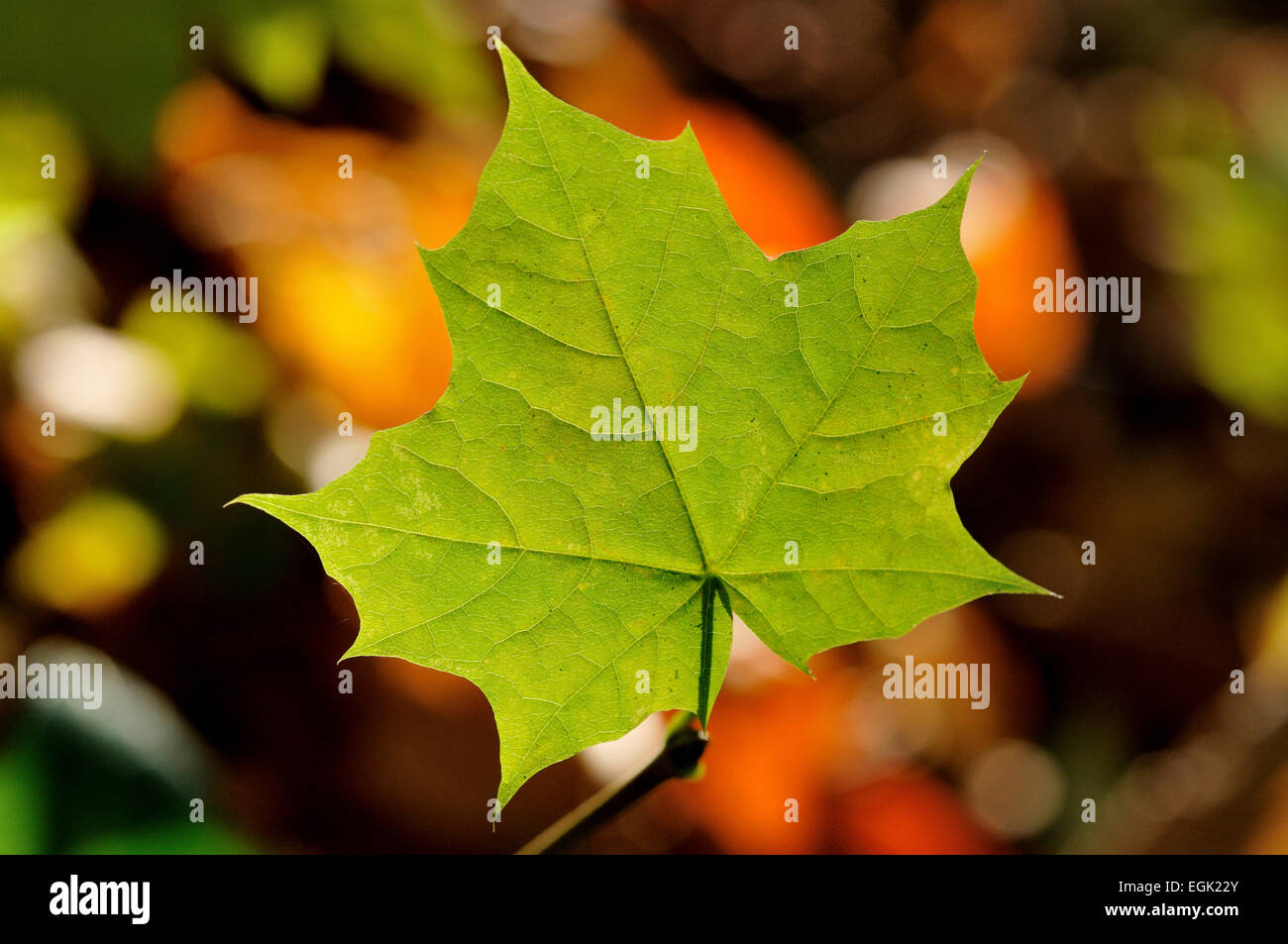 Single leaf hi-res stock photography and images - Alamy