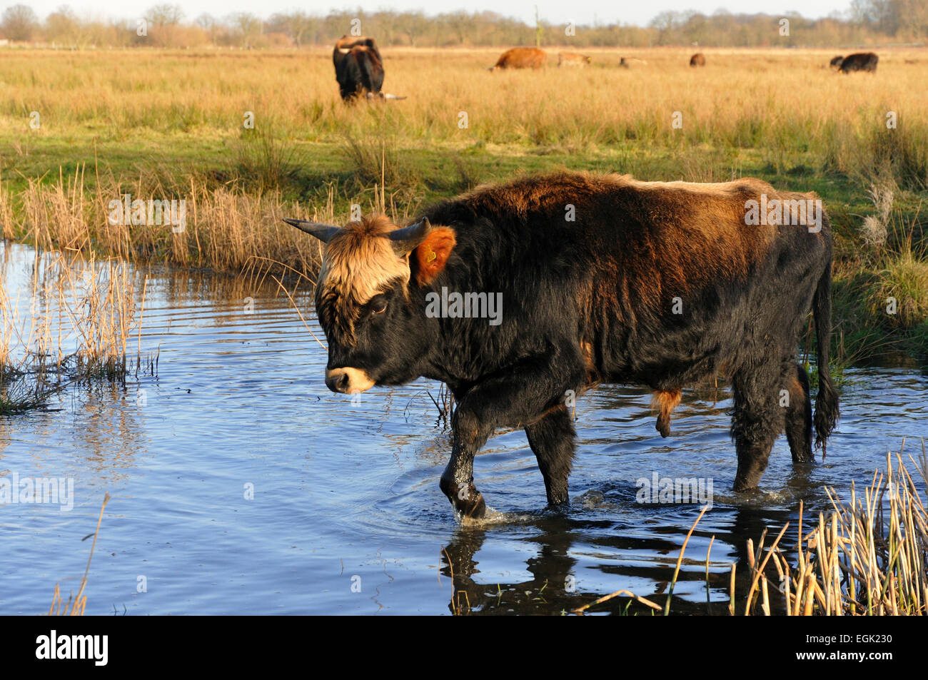 Heck Cattle (Bos primigenius f. taurus), breeding back programme