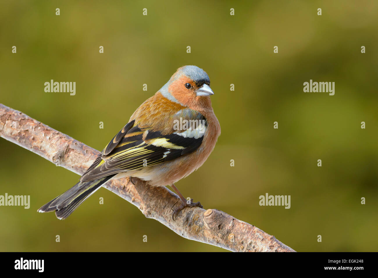 Chaffinch (Fringilla coelebs) on tree branch, Thuringian Forest, Thuringia, Germany Stock Photo