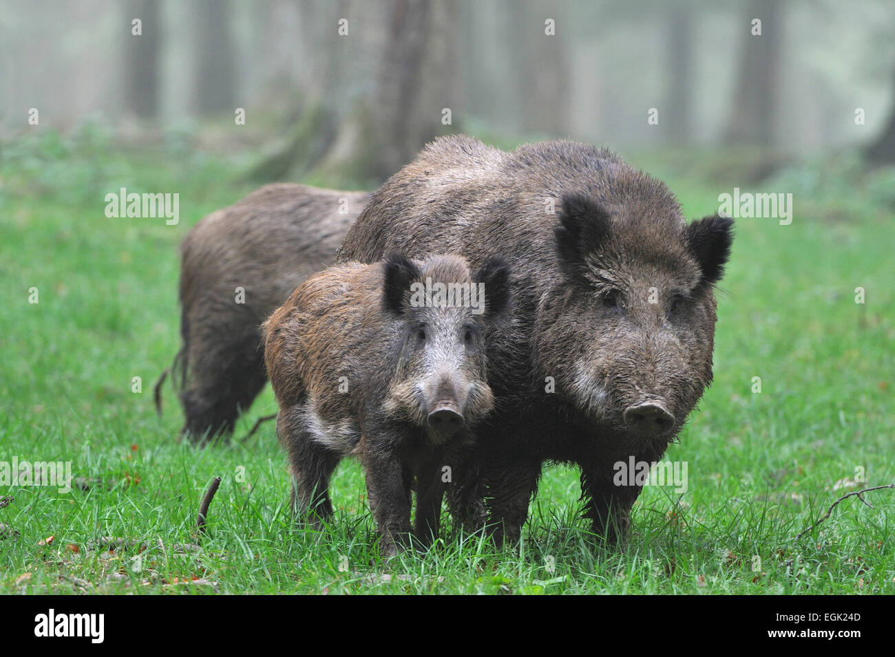 Wild Boar (Sus scrofa), captive, Baden-Württemberg, Germany Stock Photo