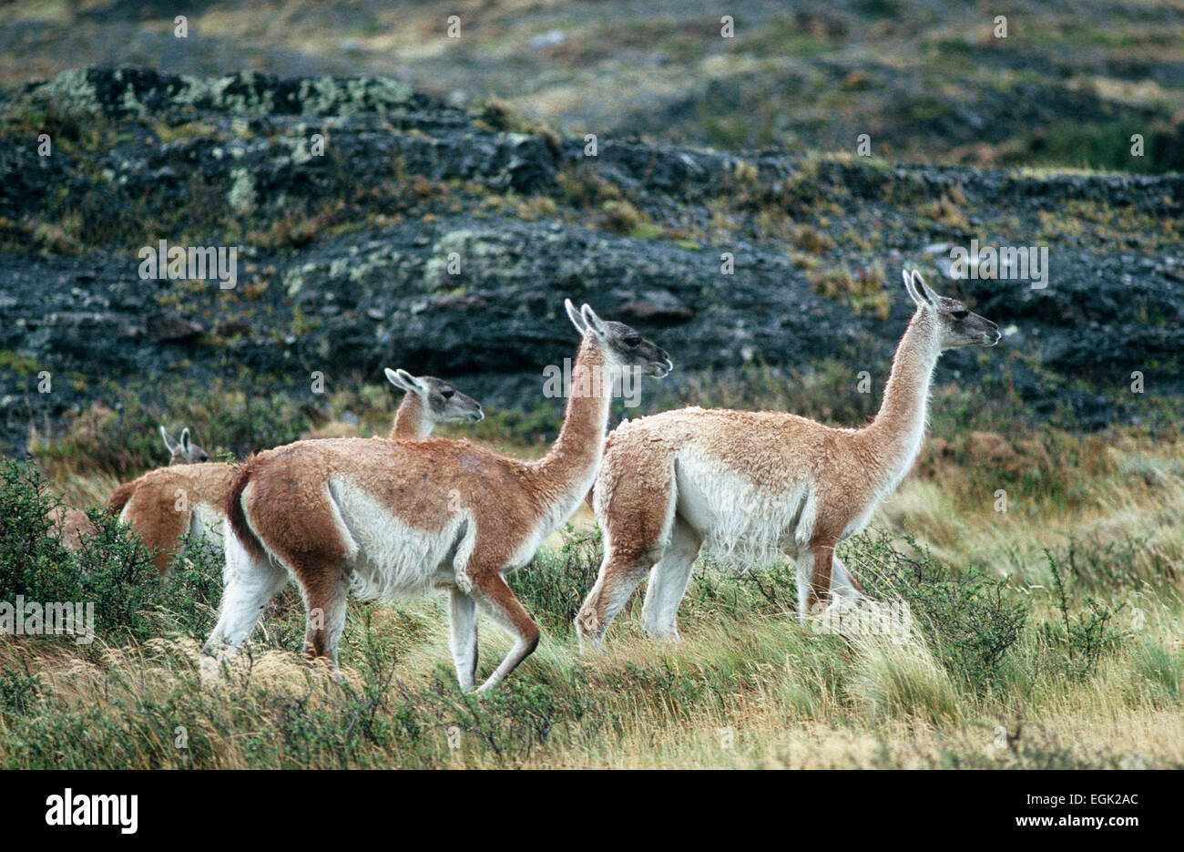 south america, cile, torres del paine mountains, vicunas Stock Photo